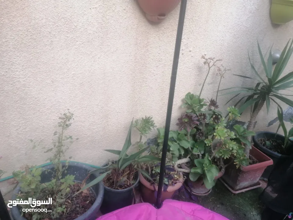 كوارات زرع بسعر مغري