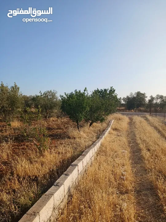 مزرعه أربعه دونم مشيكه بالكامل ارض زراعيه وبيت ريفي غرفتين وحمام ومطبخ صغير وباربكيو وساحه واسعه