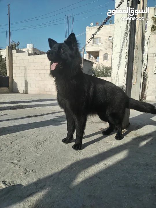 ذكر جيرمن رويال بلاك شولاين