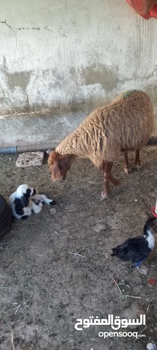 نعجه للبيع وراها عبود عمان جاوا