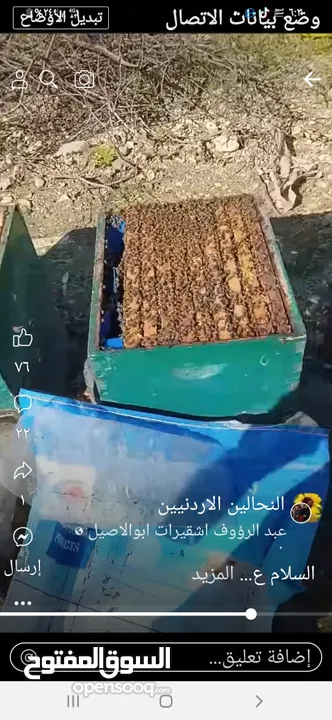 نحل ايطالي لوجستيكا مضغوط