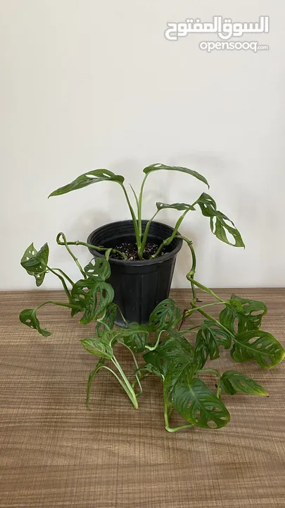 نبتة داخلية مونستيرا أدانسوني  plant Monstera Adansonii