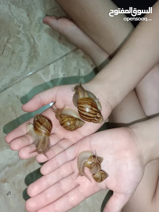 حلزون افريقي عملاق African snails