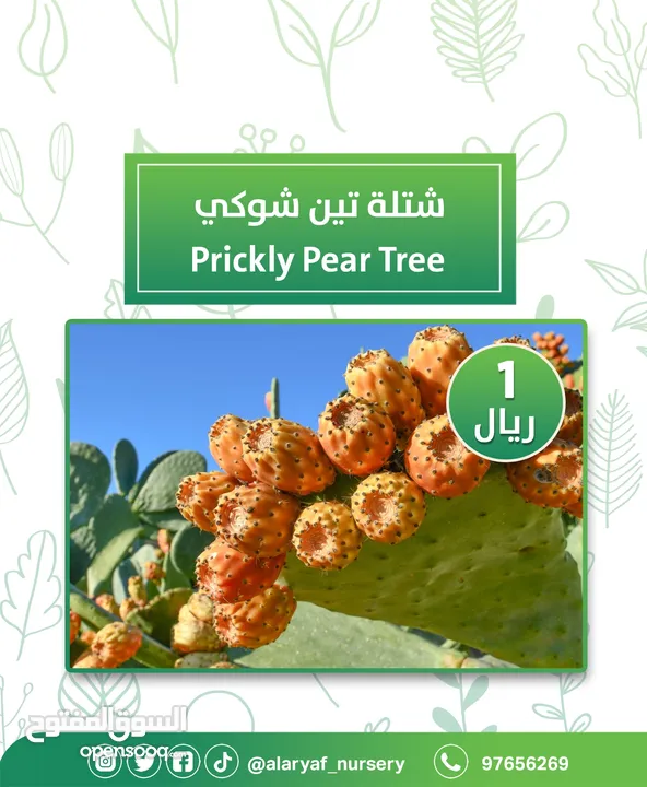شتلات وأشجار التين من مشتل الأرياف  أسعار منافسة  انجیر کا درخت