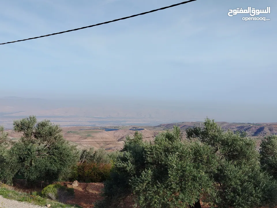 مزرعة زيتون ملوكية اطلالة ع الغرب و جبال فلسطين ع ثلاث شوراع قرب شارع الستين ثغرة السلطان