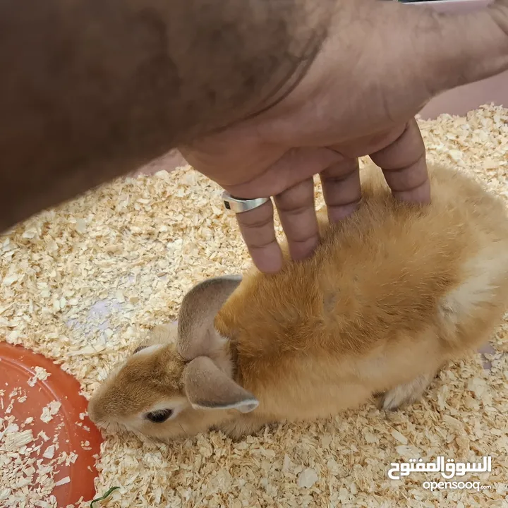 rabbit cute with cage for sale