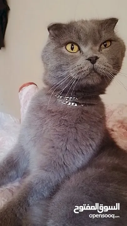 قط سكــــــــــــــــــــوتش  بحاله جيدا لا يعاني من اي مرض  العمر 10 اشهر لون رمادي