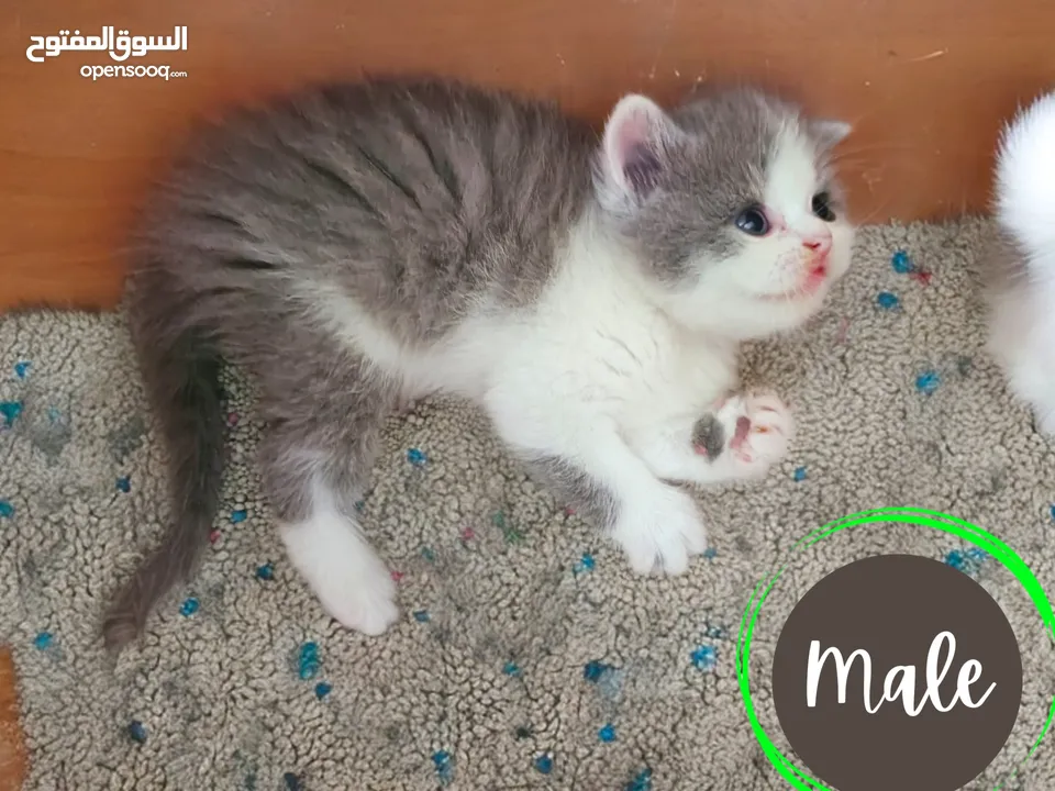 Purebred Scottish Straight and Fold lilac bicolor kittens.