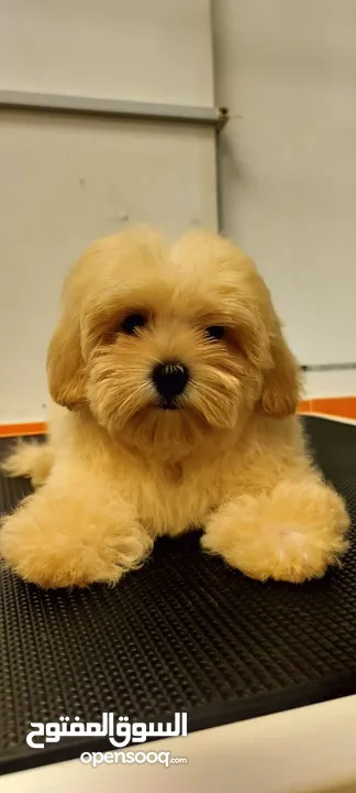 Maltipoo male