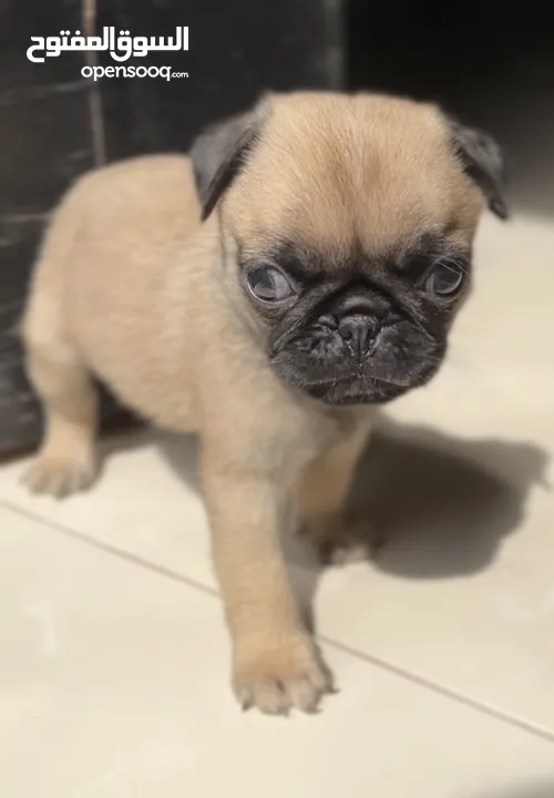 Pug cute puppies