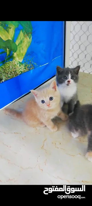 Scottish fold, Rag doll, British Short hair kittens.