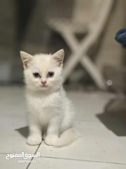 British short-haired cat and Angola, Turkey Angola kitten for two months.