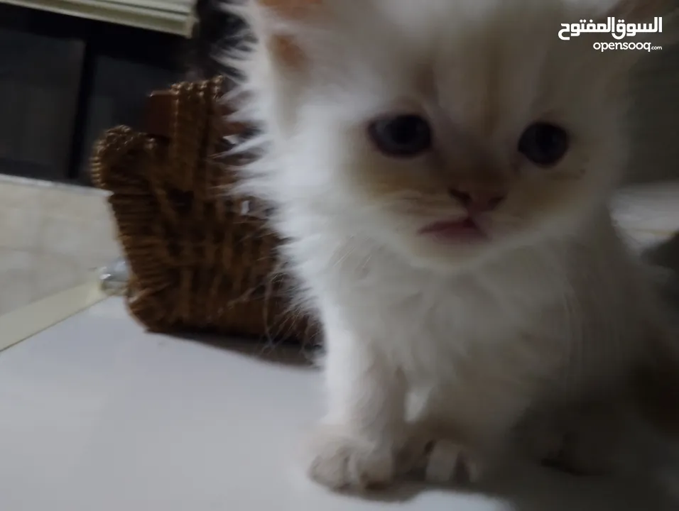 قطط للبيع السعار مشكله