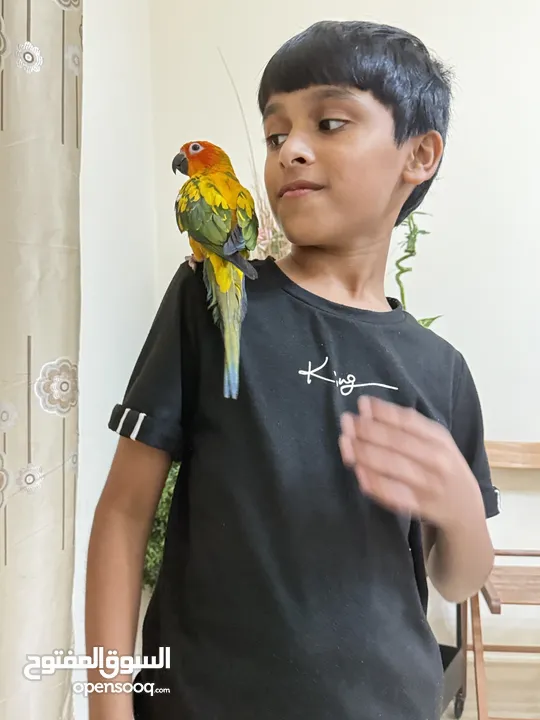 Tamed Sun conure