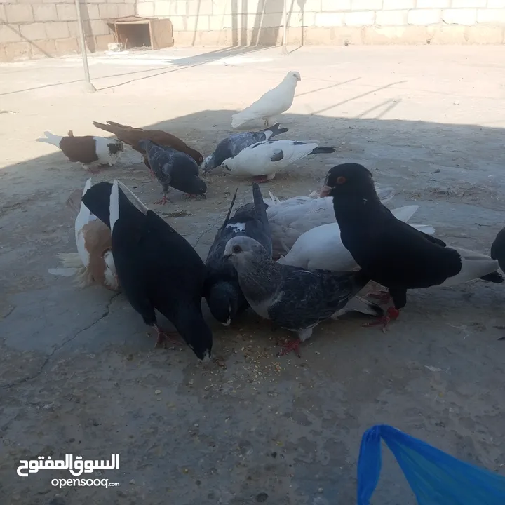 حمام كوم للبيع