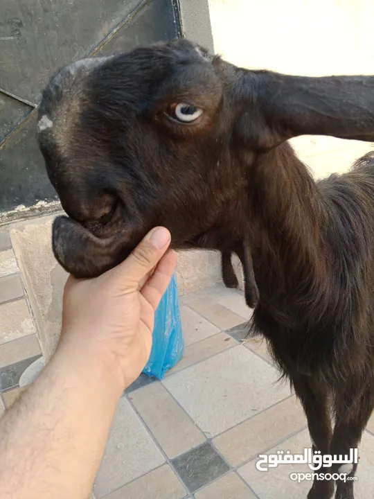 بسم الله ماشاء الله ثلاث عنزات شاميات