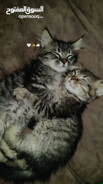 2 ذكر 2 اناث