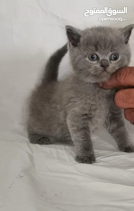 chat British blue pure race