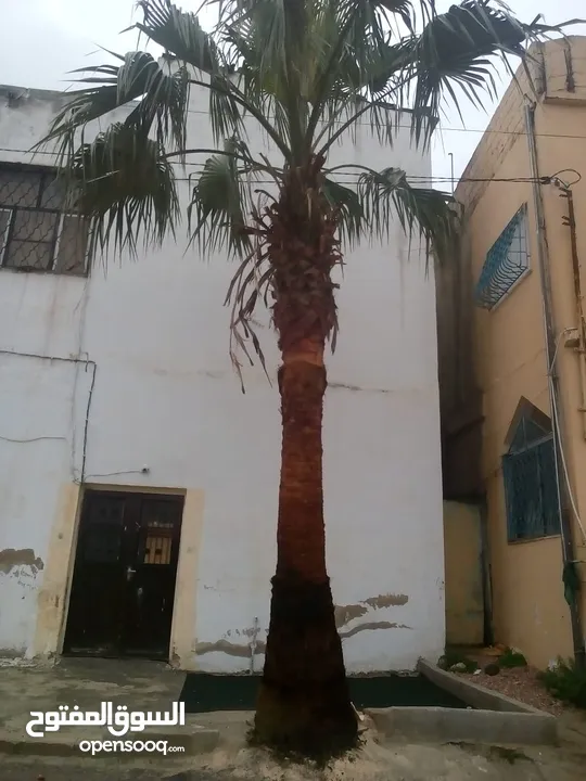 شجرة زينه طول 6 متر