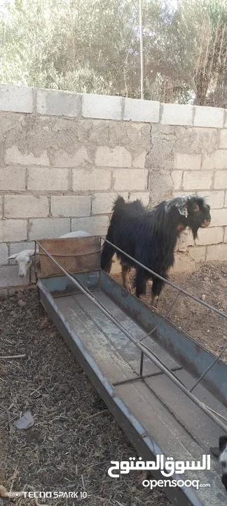 ثني حولي مقنوي من كل جهه ثلاث حبات