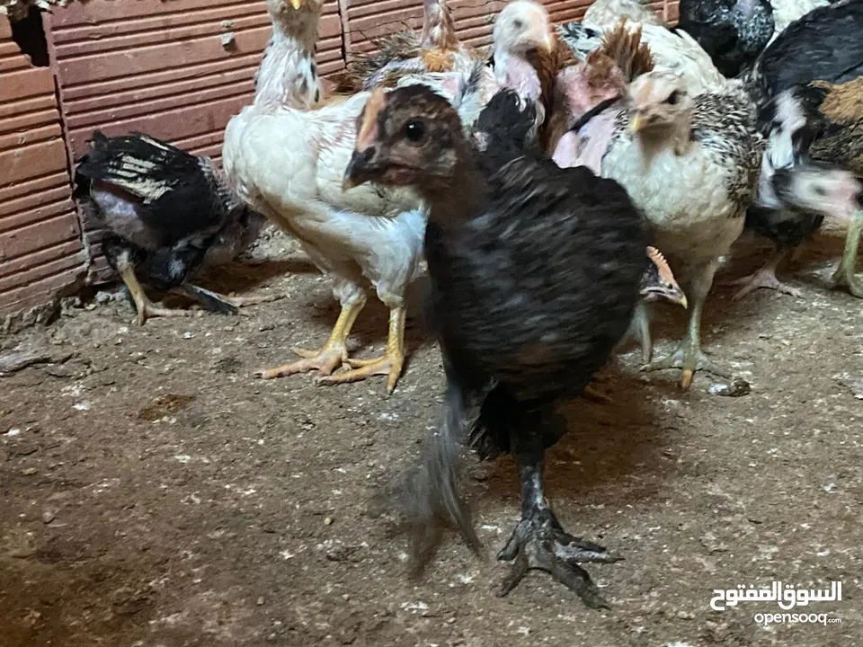 دجاج  فيومي وعربي وجيان