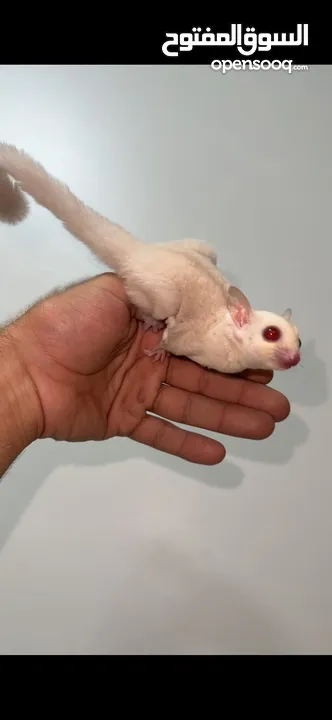 Suger glider albino شوقر قلايدر الباينو