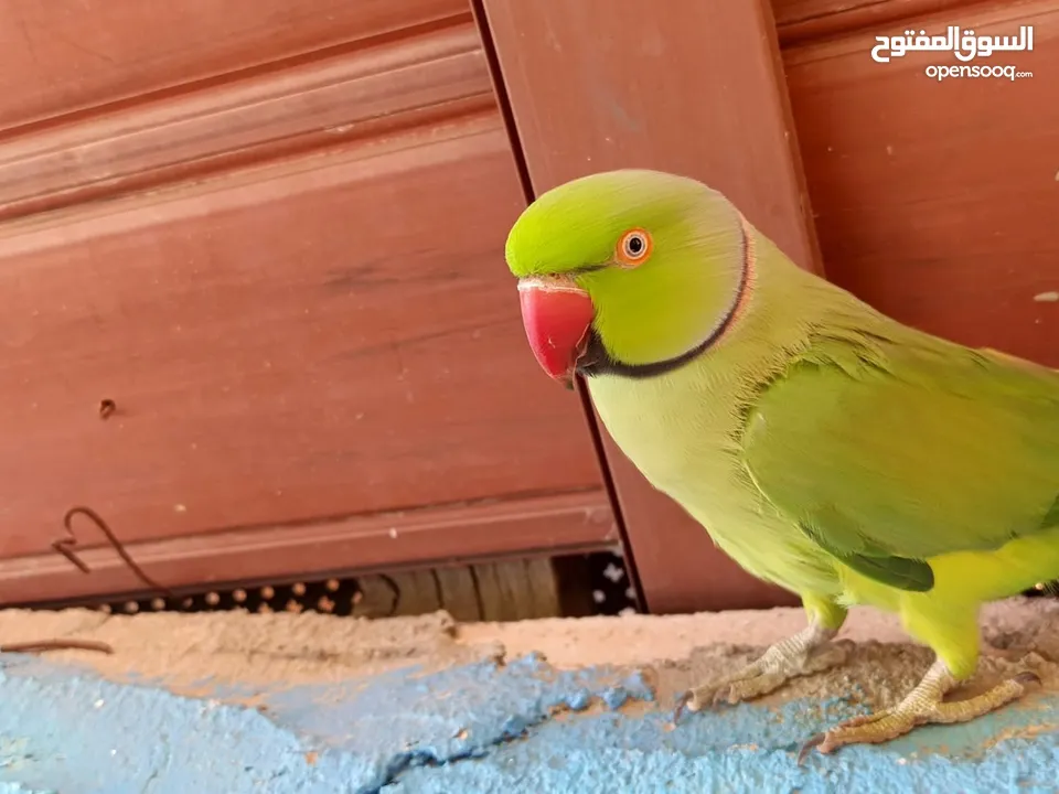 فحل دره اليف ومطوق ذكر بداية كلام لعبه  عجلون