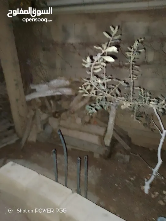 تشكيلة حطب للبيع