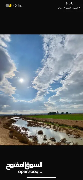 مزرعة زيتون للبيع في الاردن