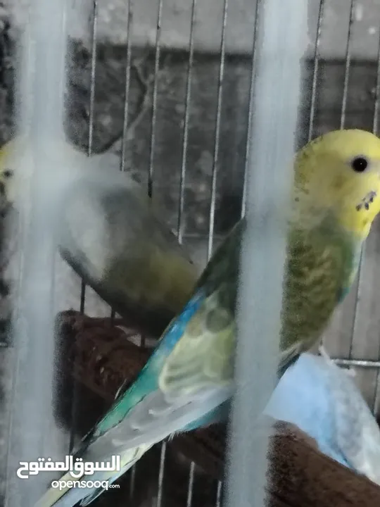 طيور حب رينبو وهوقو رومو للبيع
