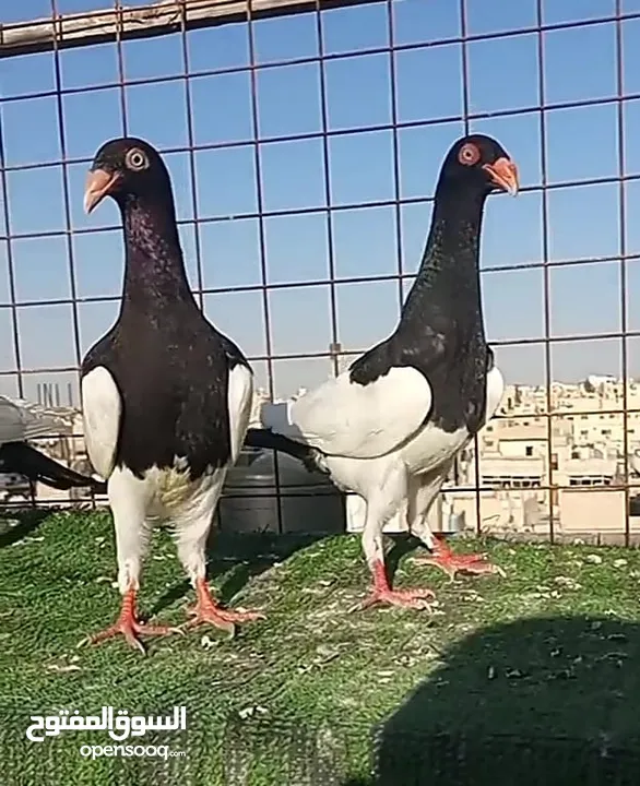 سلافر قصه فحل وفراخو