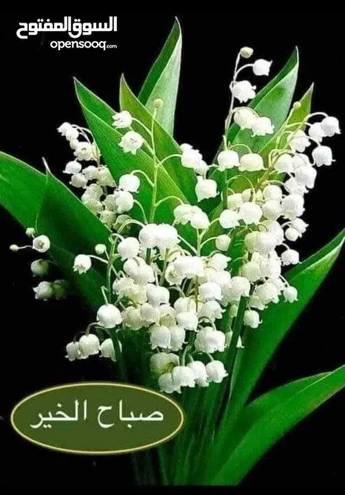 بيت للايجار عين الباشا