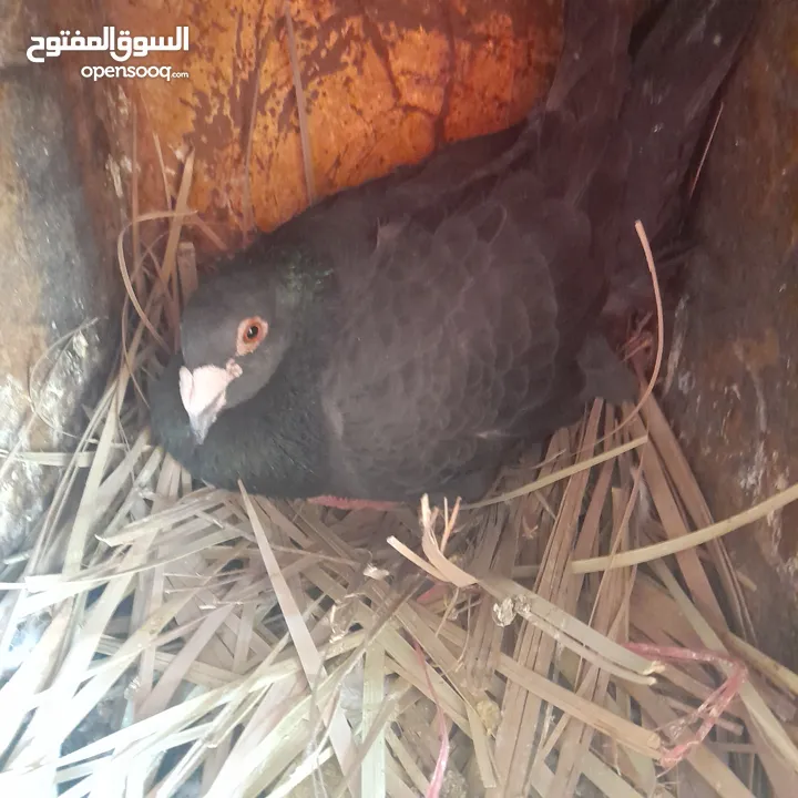 حمام منوع وملون