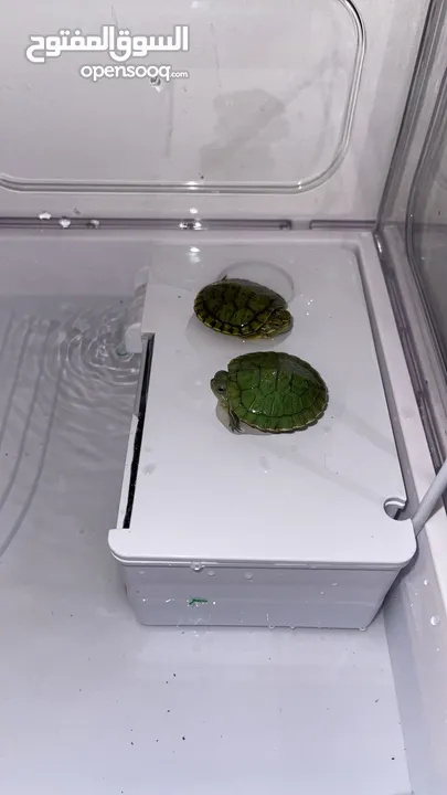 Turtle with full set up