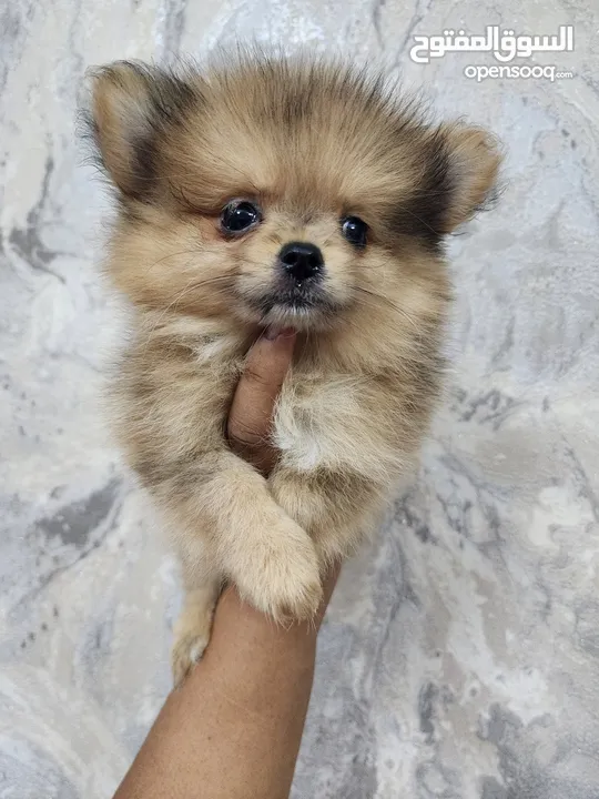 Mini Pomeranian puppies