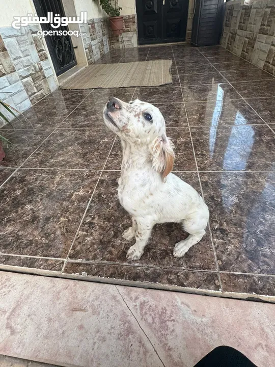 جراء سيتر ....جراء صيد