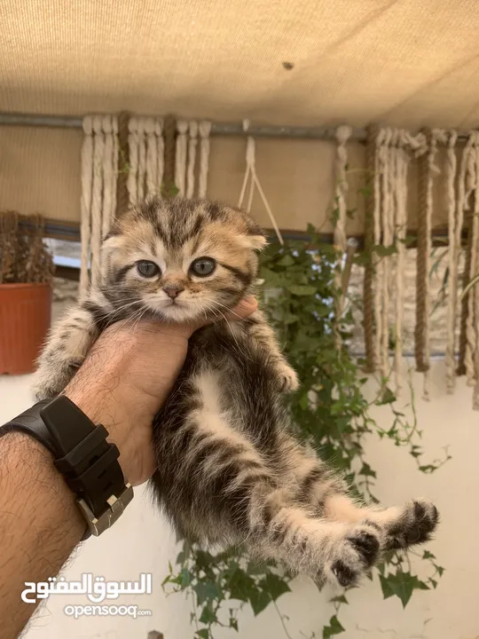 كتنز مكس سكوتش ستريت وبريتش فولد للبيع