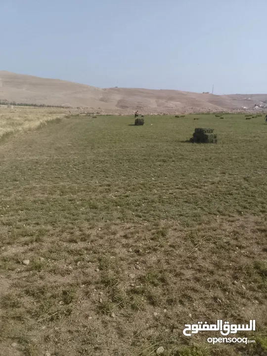 برسيم حجازي