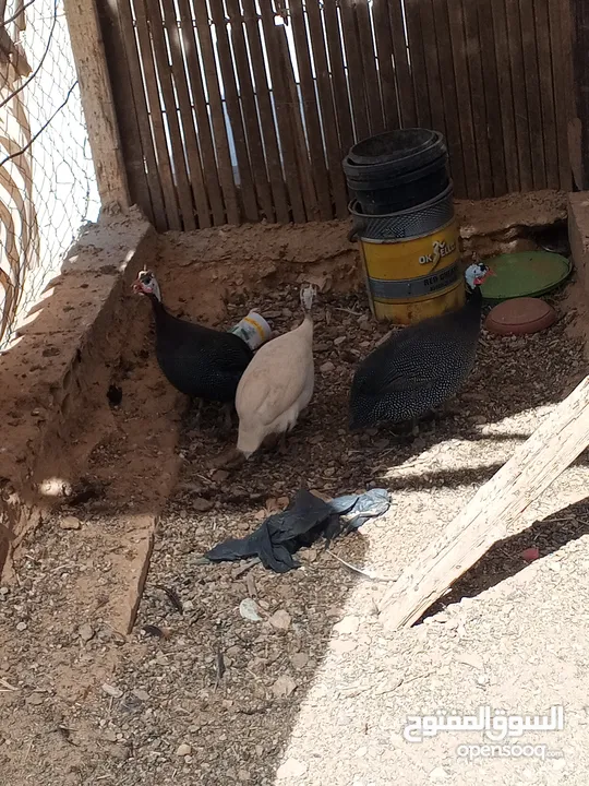 منجد الدبوبي
