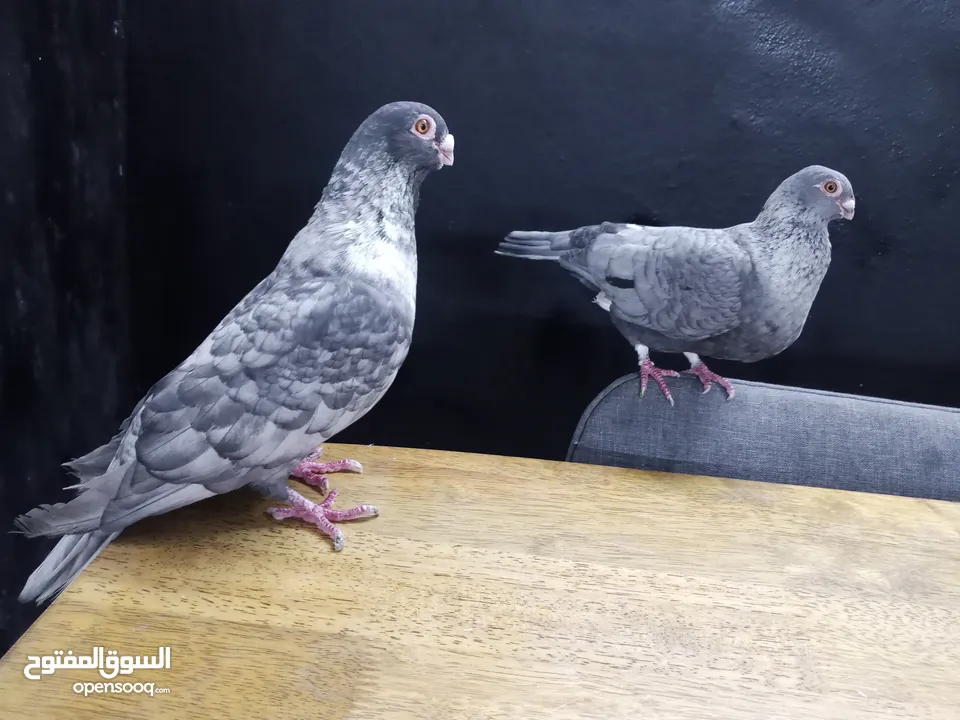 جوز قراقطه للبيع معهم فرخ