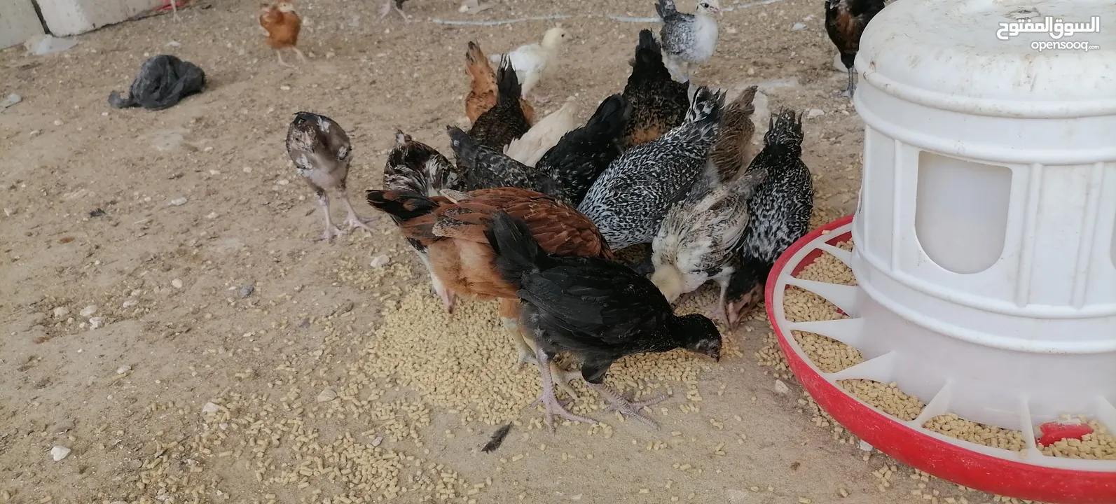 موجود صوص بلدي
