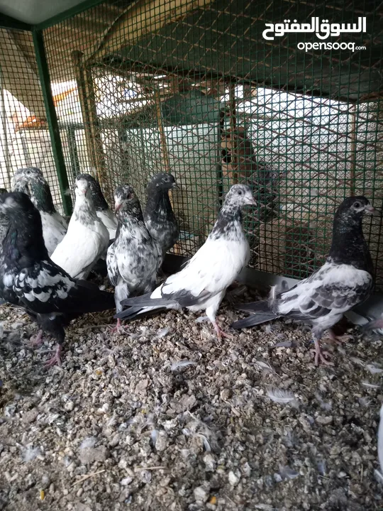 Pakistani baby pigeons for sale