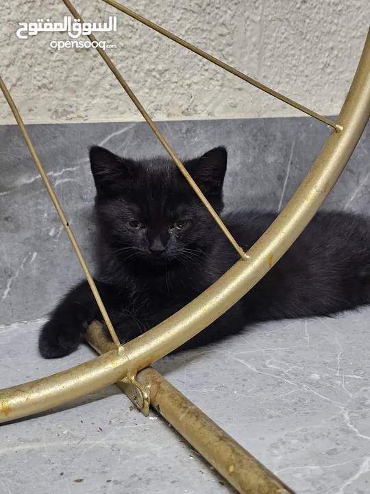Adorable British Shorthair Kittens Looking for Their Forever Homes – Ready to Join Your Family