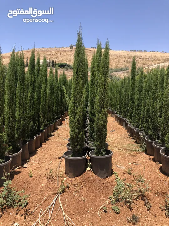 مشاتل الاندلس لانتاج وبيع جميع انواع الاشجار المثمره واشجار الزينه البلديه والمستوردة