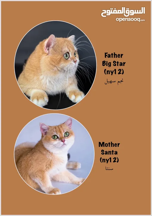 High-level British Shorthair kittens with pedigree