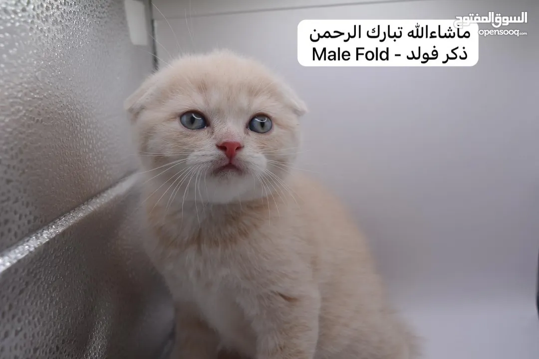 سكوتش كيتن فولد وستريت الوان مميزه ليلك ومشمشي وغيرها 15 كيتن