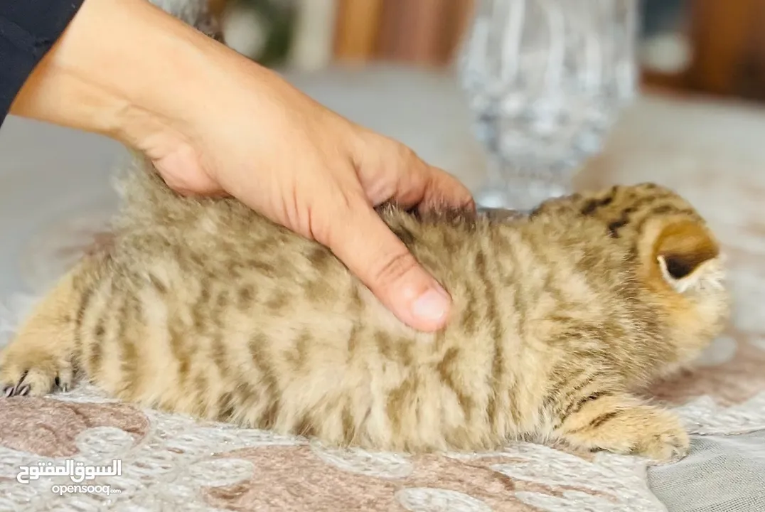 Scottish fold girl imported parents