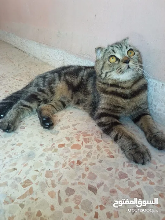 سكوتش فولد ماربل