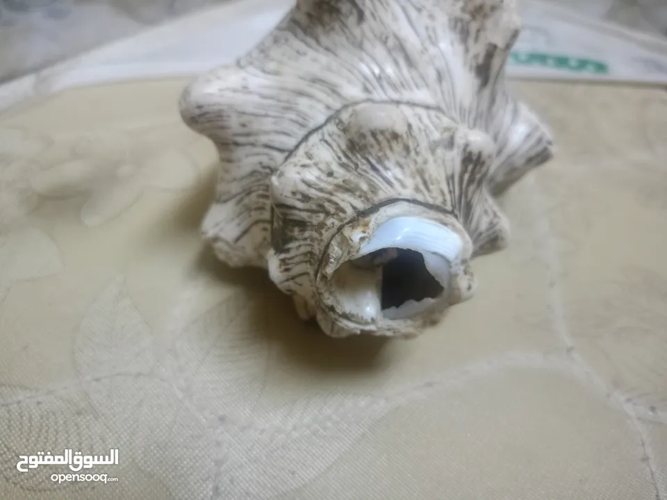 للبيع خنجر قرن زراف هندي مع حزام زري ومعه جم