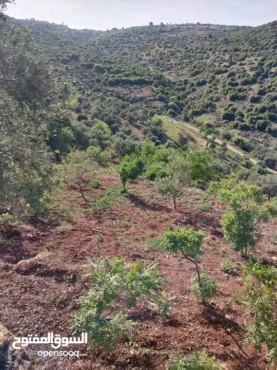 مزرعة جبلية مشجرة، واصل خدمات، شارع خاص